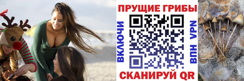 купить наркоту ссылка на мегу как зайти Галлюциногенные грибы мухоморы Светлогорск
